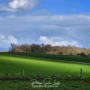 Green Light La lumière baye les champs