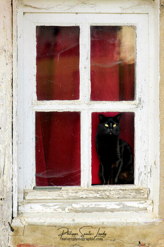 Un chat derrière une fenêtre