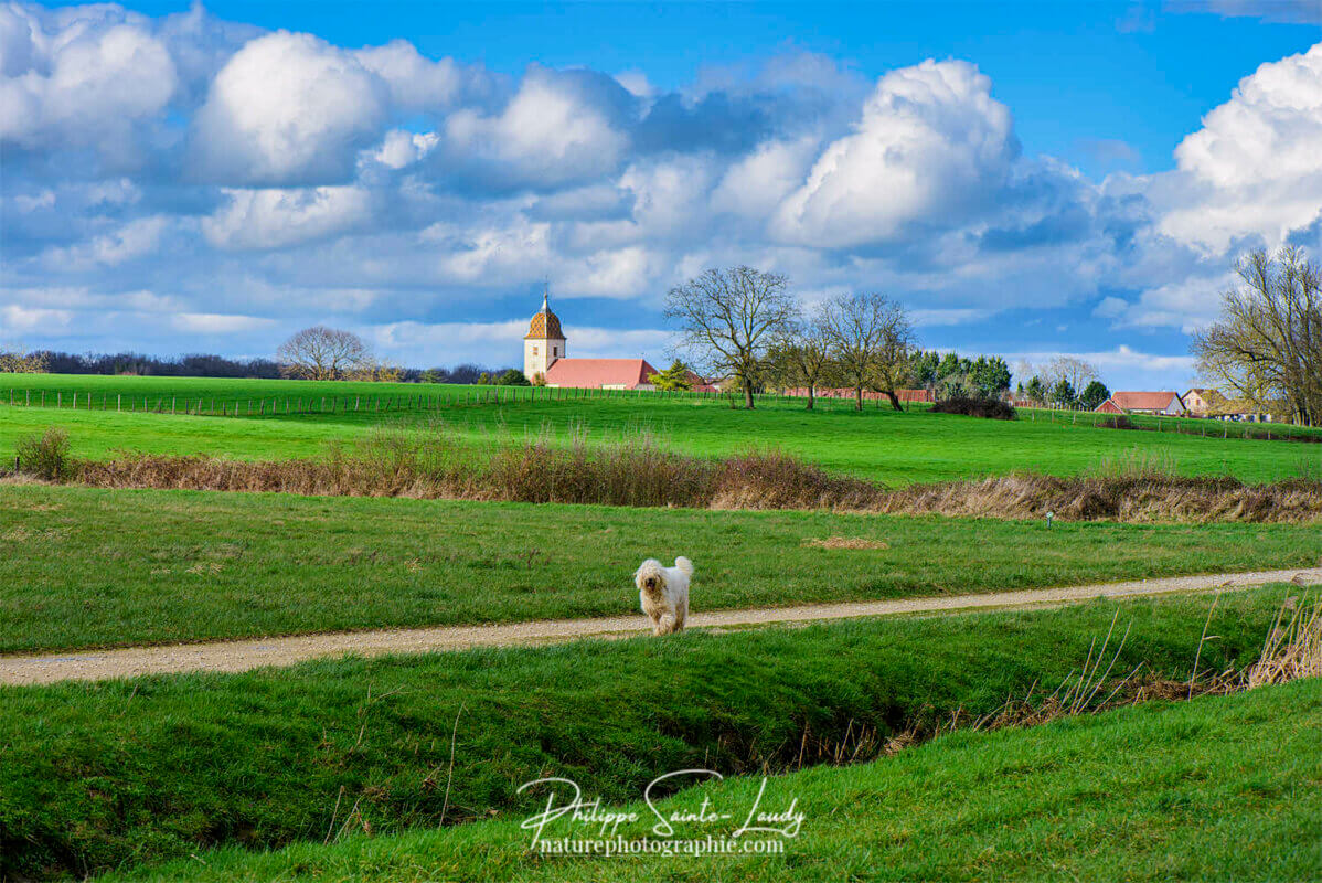 Komondor en balade