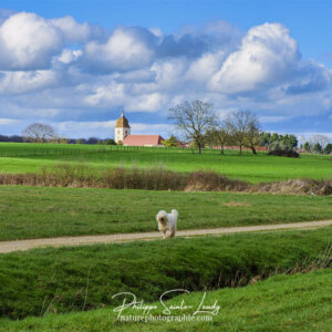 Maddy on the Way Komondor en balade