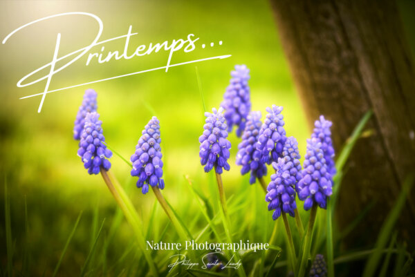 Des-photos-de-printemps Article avec des photos de printemps