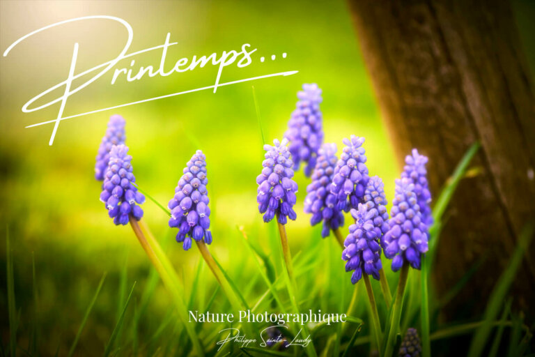 Article avec des photos de printemps