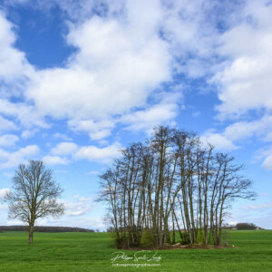 Printemps à la campagne
