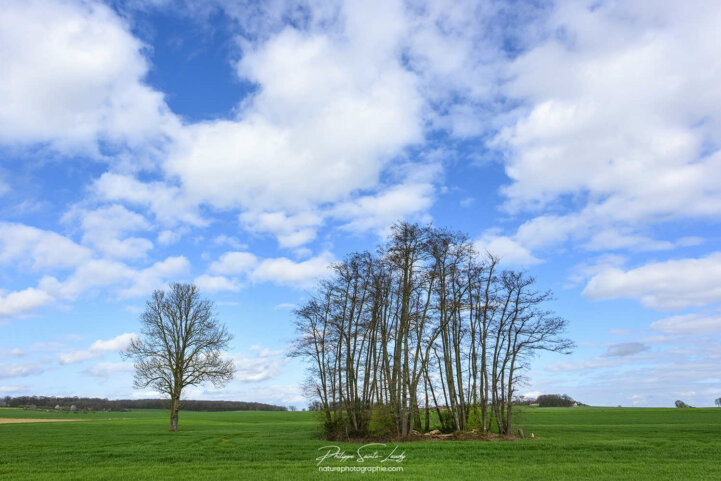 Printemps à la campagne