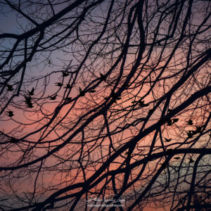 Vol d'oiseaux à l'aube