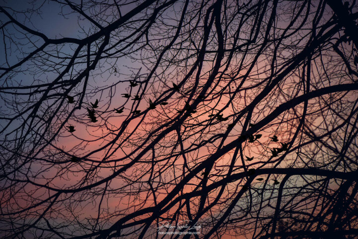 Vol d'oiseaux à l'aube