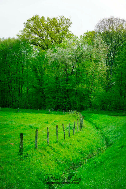 Forêt verte