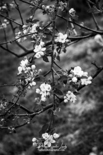 Fleurs de pommier en noir et blanc
