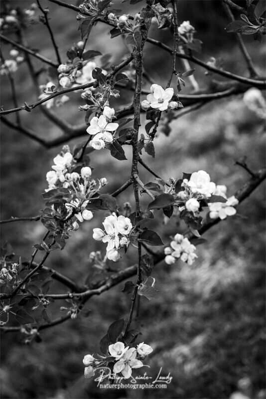 Fleurs de pommier en noir et blanc