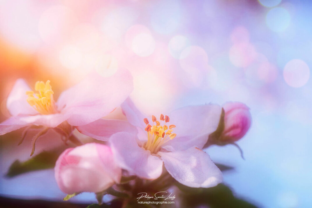 Fleurs de pommier tout en douceur