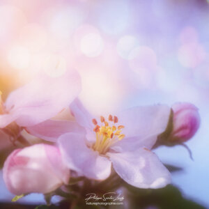 Beautiful Apple Blossom Fleurs de pommier tout en douceur