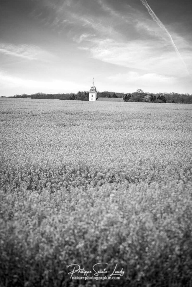 Champs de colza en noir et blanc