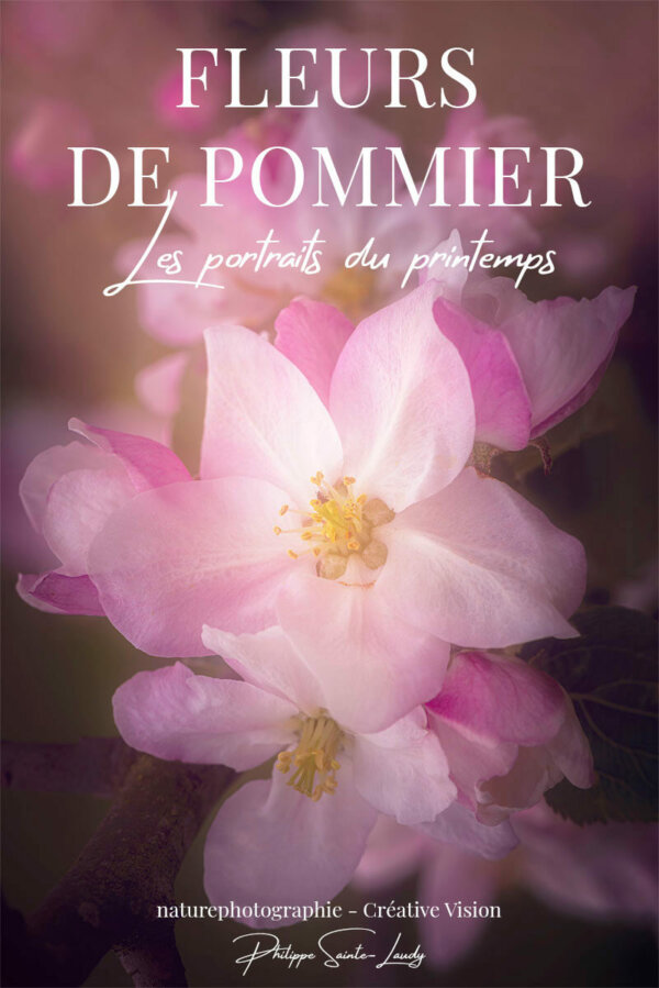 Fleurs-de-pommier Photos de fleurs de pommier