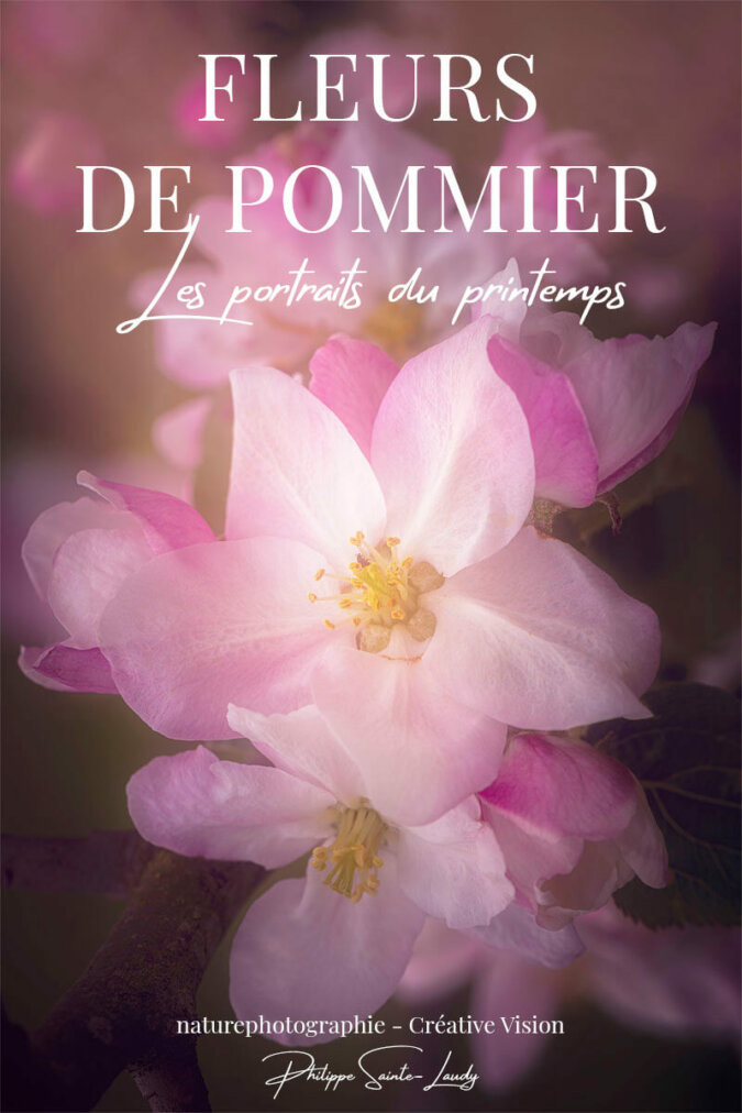 Fleurs-de-pommier Photos de fleurs de pommier