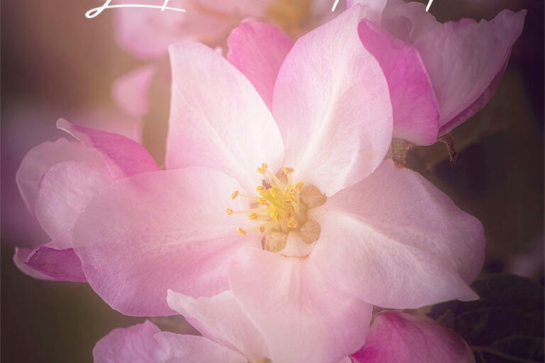 Photos de fleurs de pommier