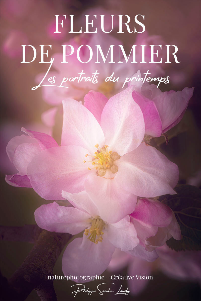 Fleurs-de-pommier Photos de fleurs de pommier