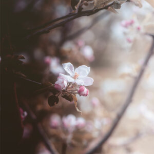 Happy Again Fleurs de pommier dans la lumière