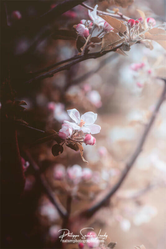 Fleurs de pommier dans la lumière