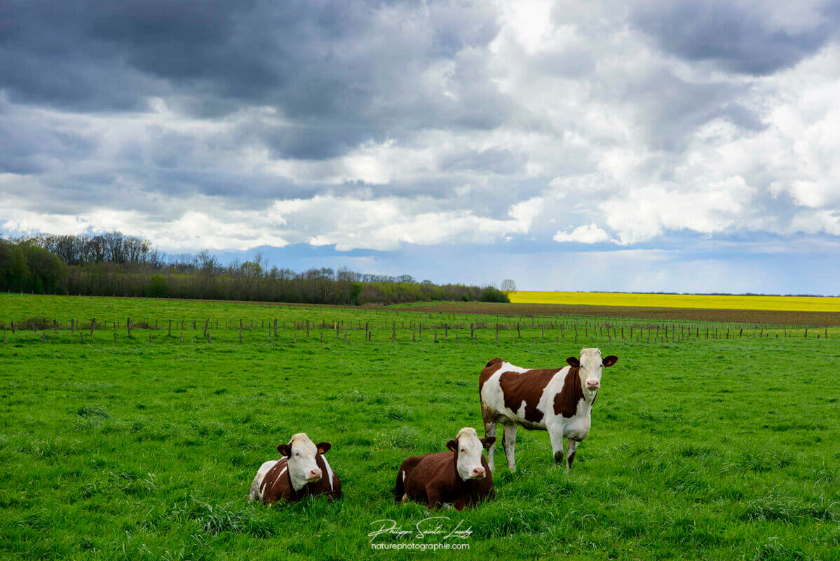 Vaches dans un pré