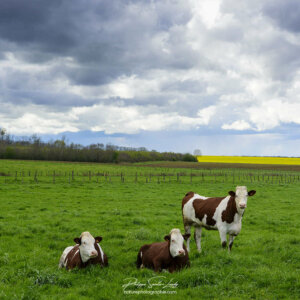 Vaches dans un pré
