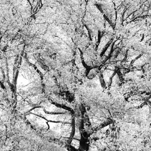 Au cœur d'un arbre en noir et blanc