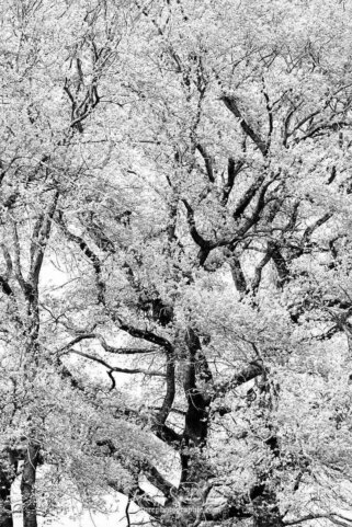 Au cœur d'un arbre en noir et blanc