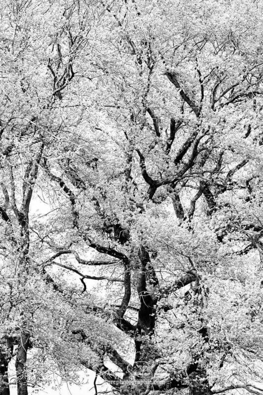 Au cœur d'un arbre en noir et blanc