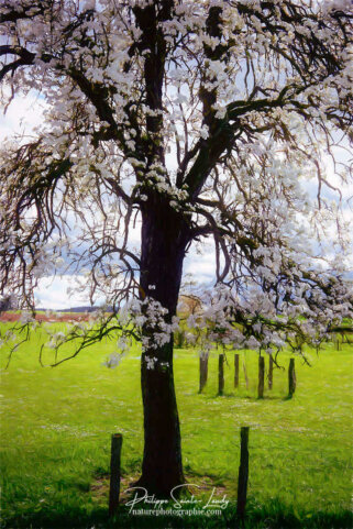 Arbre en fleurs