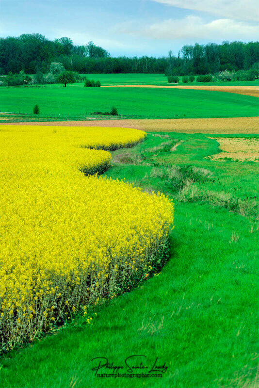 Campagne et champs de colza