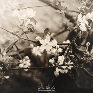 Nostalgia Apple Blossom Fleurs de pommier en sépia