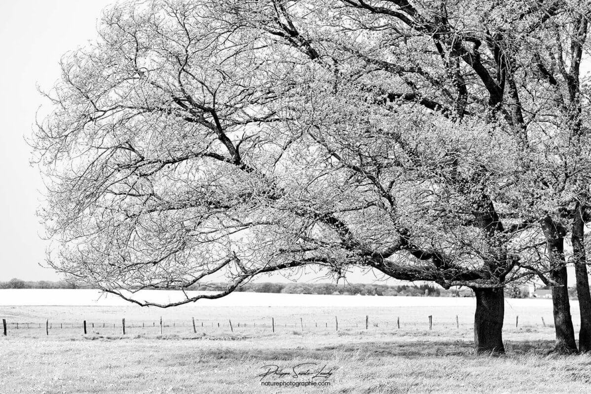 Chêne en noir et blanc