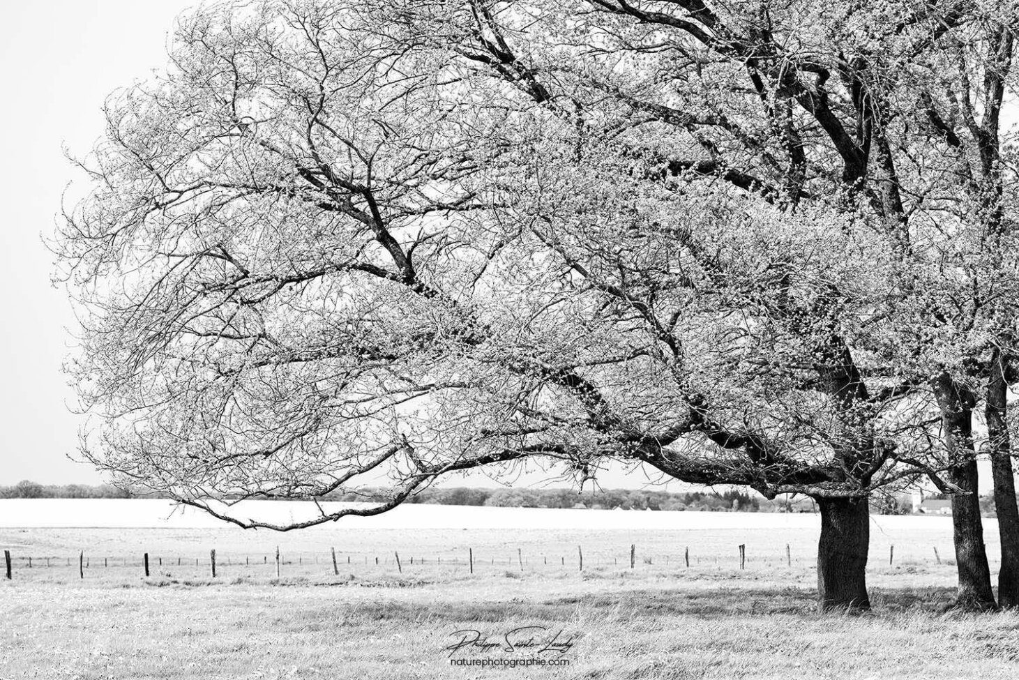 Chêne en noir et blanc