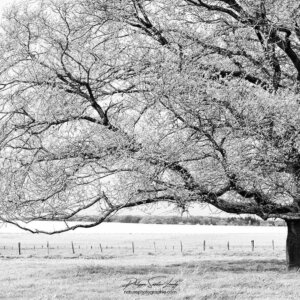 Chêne en noir et blanc