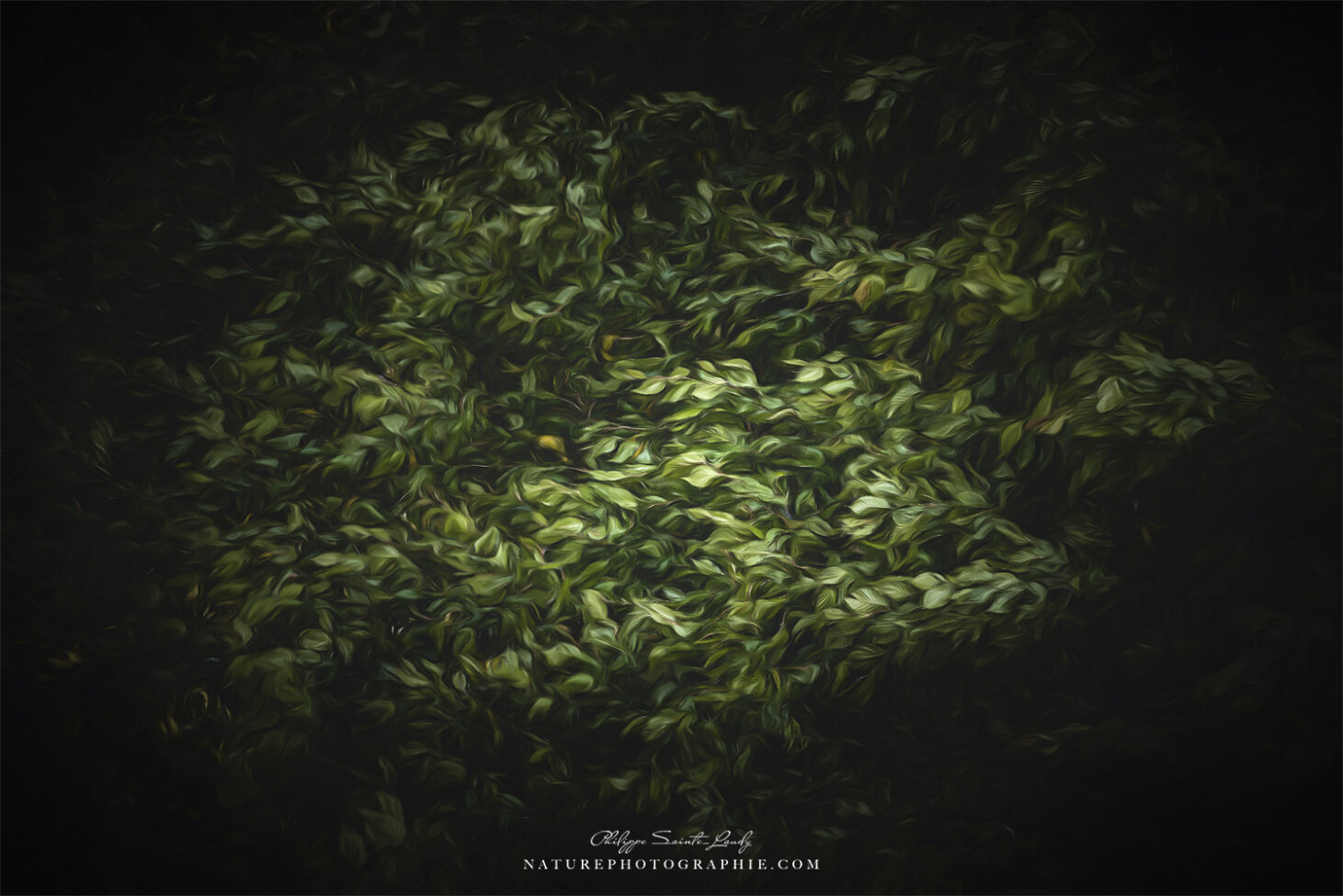 Feuillage en paintographie