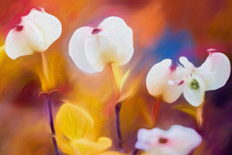Paintographie-Couleurs-et-Variations Paintographie et variations de couleurs