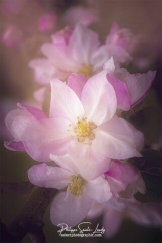 Effet Orton sur fleurs de pommier