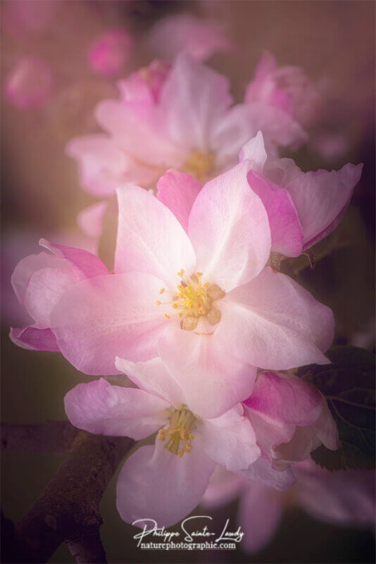 Effet Orton sur fleurs de pommier