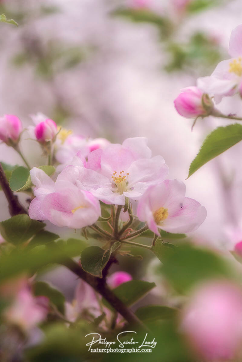 La douceur des fleurs de pommier