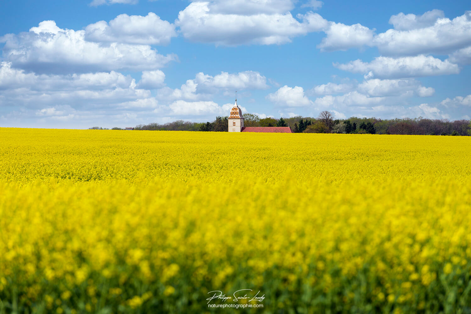 Champs de colza