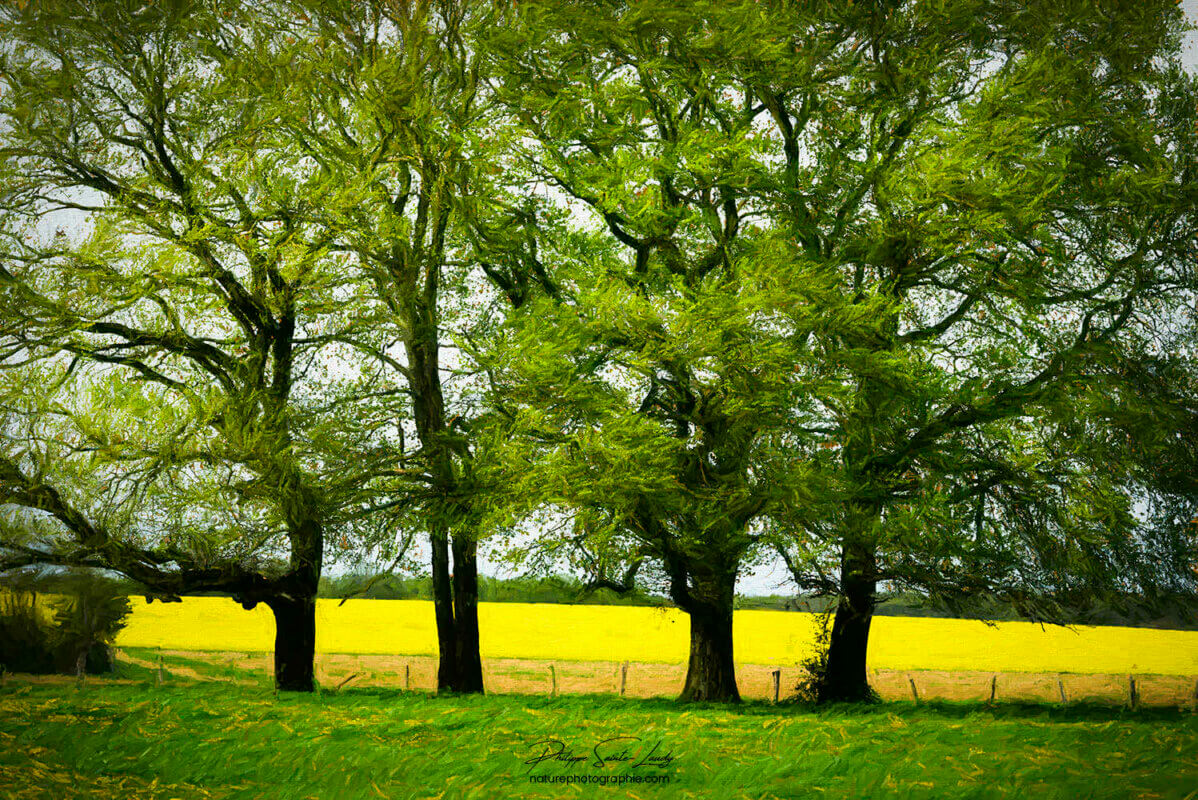 Lignée d'arbres en paintographie