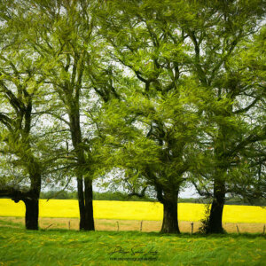 Lignée d'arbres en paintographie