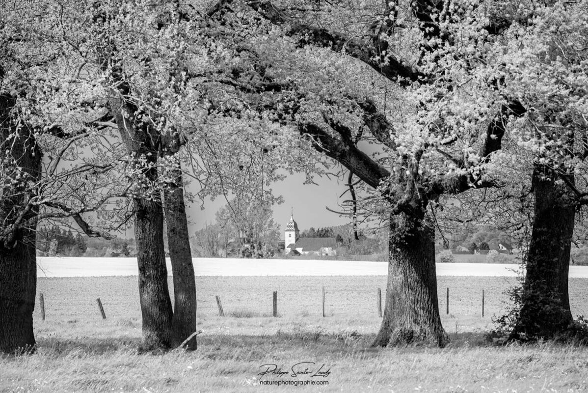 Composition d'un paysage en N&B