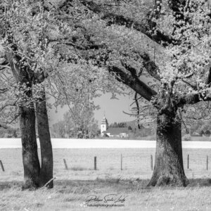 Composition d'un paysage en N&B