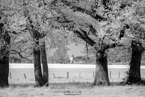 Composition d'un paysage en N&B