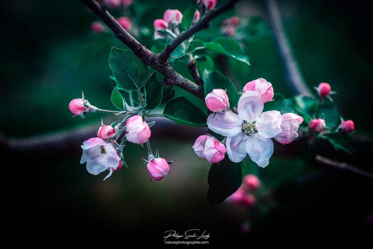 Fleurs de pommier contrastées