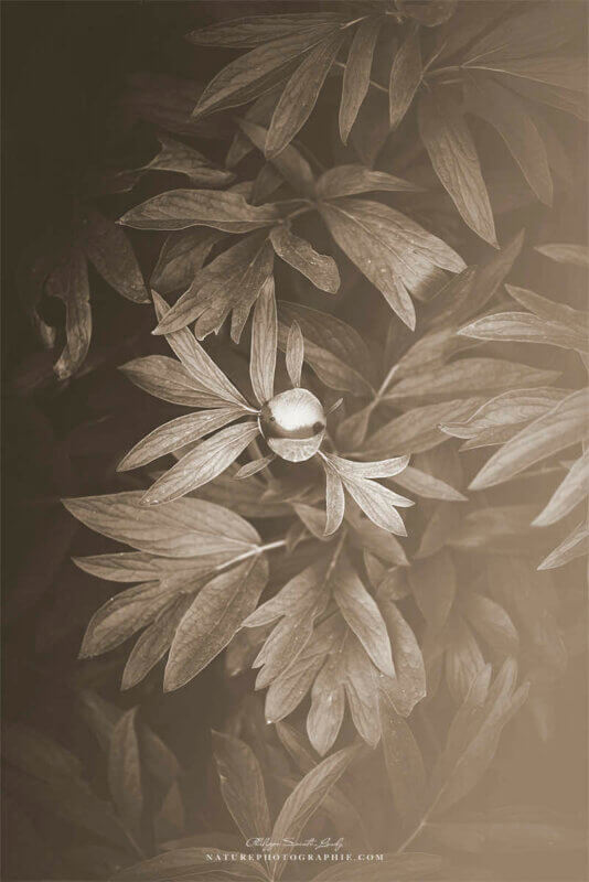Bouton de pivoine