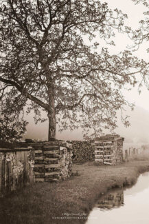 Tas de bois au bord de l'eau