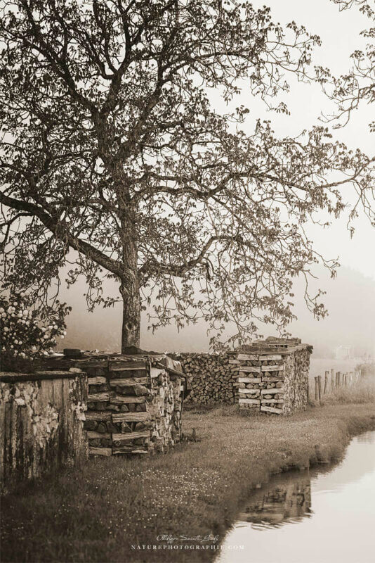 Tas de bois au bord de l'eau