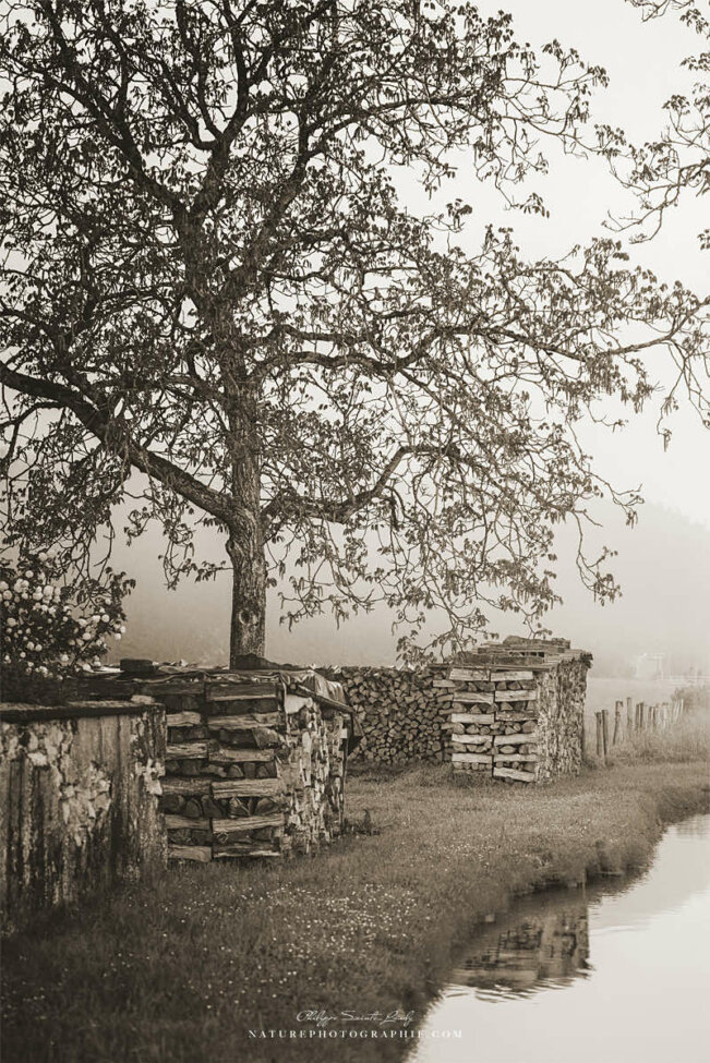 Tas de bois au bord de l'eau