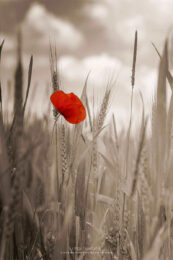 Le rouge d'un coquelicot